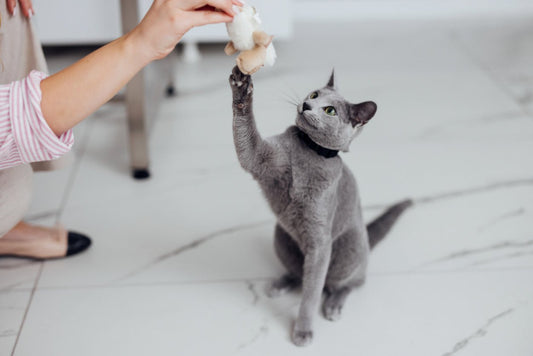 Gray kitten sitting on marble floor with paw extended playing with a toy being held and dangled in front it by a woman's hand,