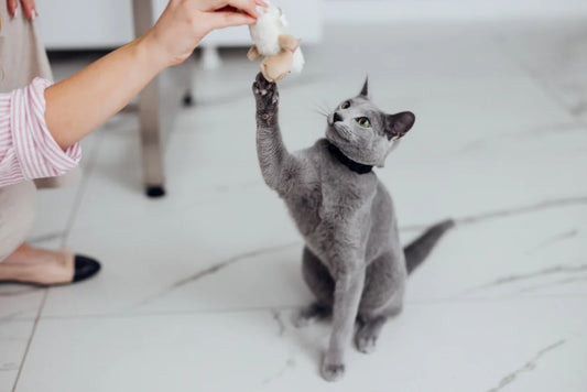 Are Scent Diffusers Safe for Pets?